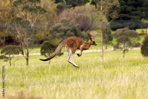 Kangaroo jumping or running.