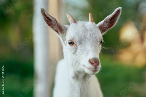 Fototapeta Naklejka Na Ścianę i Meble -  portrait of a goat