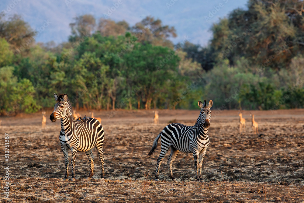 Naklejka premium Zebra in the forest of Mana Pools National Park in the dry season in Zimbabwe