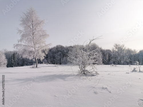 Obraz na płótnie Trees covered in show, Bieszczady, Poland w salonie