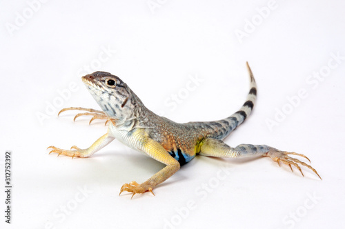 Zebraschwanzleguan / Zebra-tailed lizard (Callisaurus draconoides)  photo