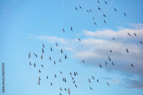 flock of pigeons flying into the sky