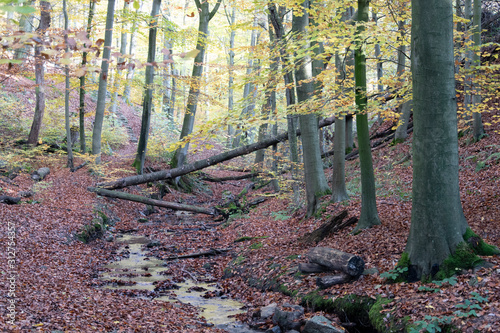 Herbstwanderung im Extertal auf dem Patensteig. Der Weg führt entlang des Siekbach und Rickbach. Der Wanderweg ist im Naturpark Teutoburgerwald und Eggegebirge.