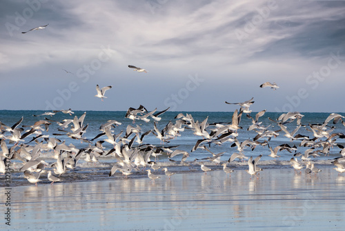 seagulls on the beach © Image'in
