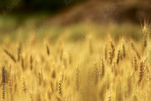 Beautiful landscape of a warm yellow grain field. Bokeh of grain field.