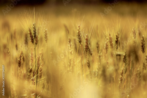 Beautiful landscape of a warm yellow grain field. Bokeh of grain field.