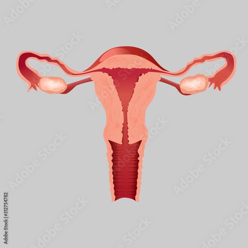 Realistic human internal organ uterus vector design illustration. Front view of cartoon female reproductive system anatomy element isolated on white background