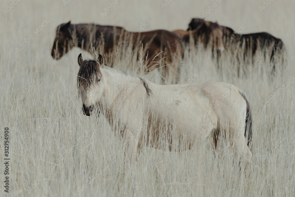 Naklejka premium Horses grazing in tall grass field