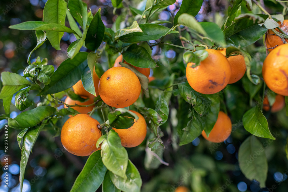 Naranjas, manos, cortar , apetitosa, dulce, Andalucía, Sevilla, Huelva