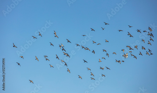 flock of pigeons flying into the sky © babaroga