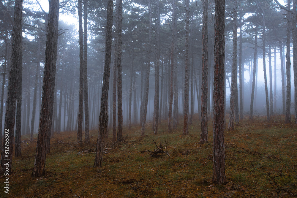 misty autumn morning in the forest misty autumn morning in the forest
