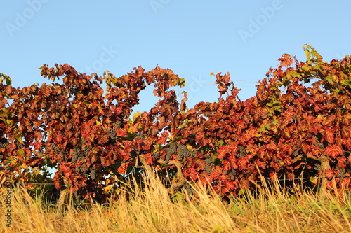 Colorful leaves at german vineyard background