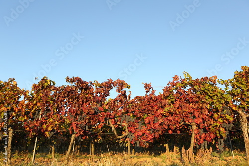 Colorful leaves at german vineyard background