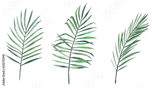 stock illustration. watercolor drawing set of three palm leaves. isolated on white background clipart. leaves of a tropical plant, jungle.