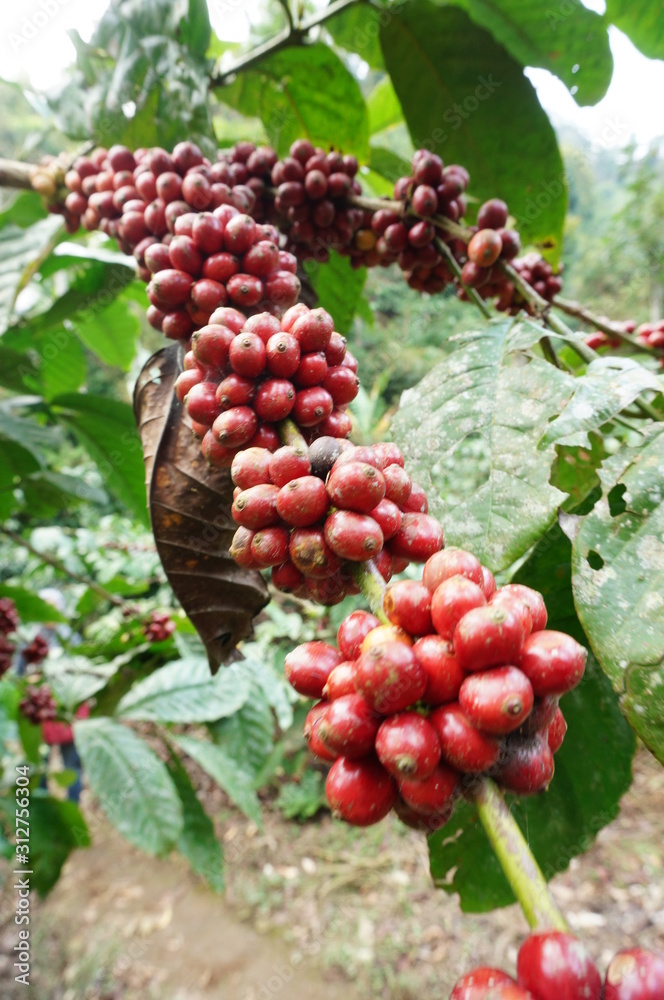 Fototapeta premium red coffee fruit that is ripe and ready to be picked