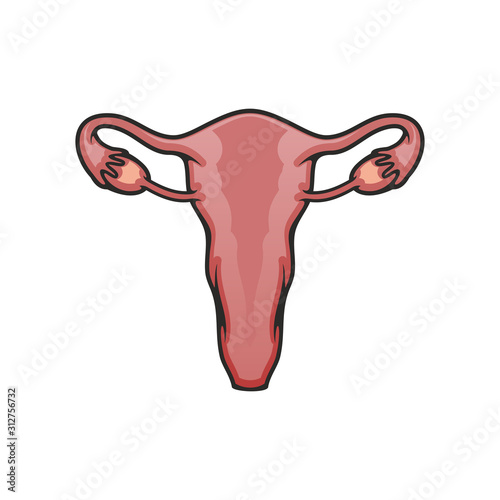 Reproductive system organ icon. Vector female uterus and ovaries, internal body anatomy