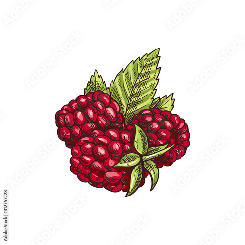 Raspberries and green leaves isolated sketch. Vector red berry dewberry or brambleberry
