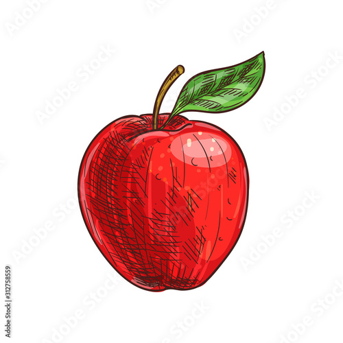 Apple with leaf isolated autumn or summer fruit sketch. Vector vegetarian dieting food