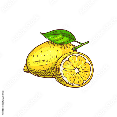 Whole one lemon with green leaf isolated sketch. Vector ripe citrus sour fruit