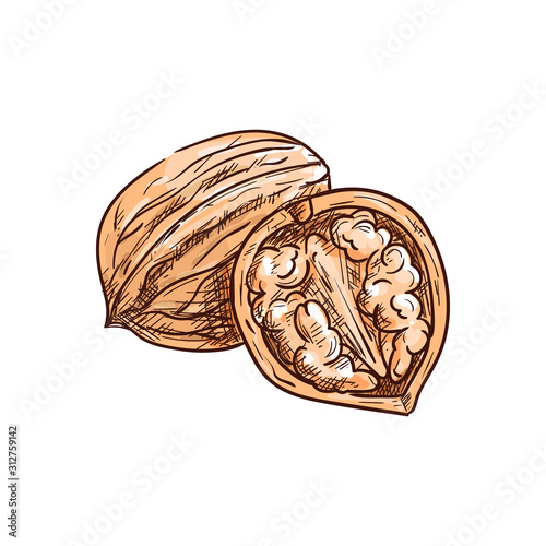 Walnut in nutshell and open with kernel isolated sketch. Vector drupe edible seed in nut, food snack