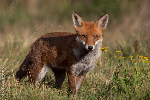 Red Fox (Vulpes vulpes) in summer meadow © davemhuntphoto