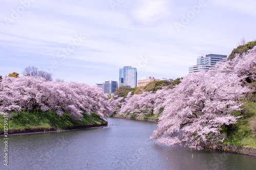 Chidorigafuchi park with full bloom sakura at Tokyo, Japan.