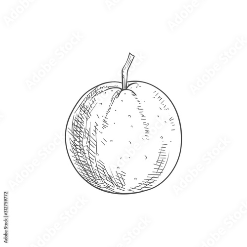 Orange tropical fruit. Vector exotic orange or tangerine citrus fruit sketch