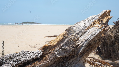 beach driftwood on sand
