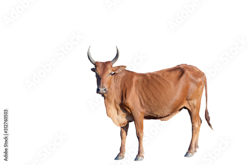 bull isolated on white background