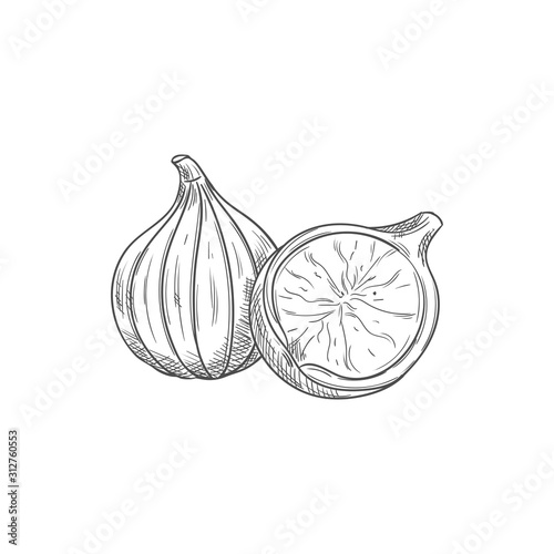 Common fig fruit isolated sketch. Vector tropical common fig whole and half