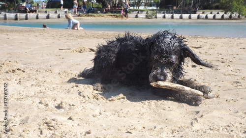 wet beach dog 4