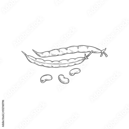 Red kidney beans or pea pod vegetables isolated legumes sketch. Vector organic vegetarian food, peeled grains