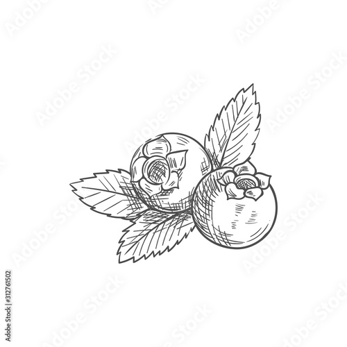 Huckleberry bilberry blueberry whortleberry isolated sketch. Vector blue berris with leaf, food dessert
