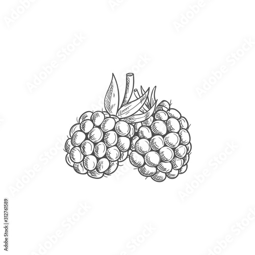 Garden bramble berry isolated summer fruit sketch. Vector blackberry food, forest berries
