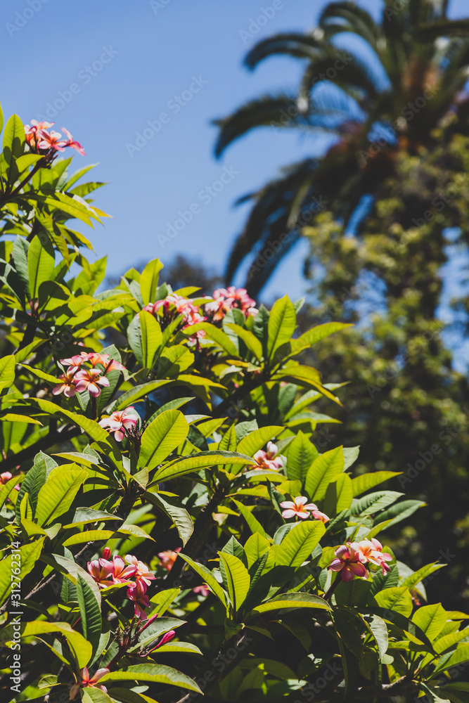 Fototapeta premium pink frangipani tree with plenty of flowers shot on a sunny summer day