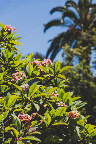 pink frangipani tree with plenty of flowers shot on a sunny summer day