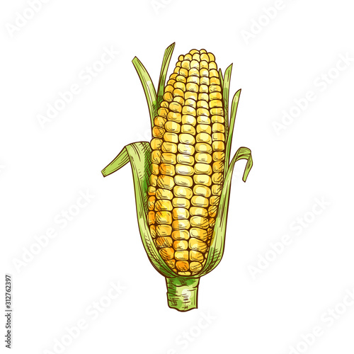 Maize cereal grain vector isolated corn cob sketch. Vector sweetcorn with green leaves