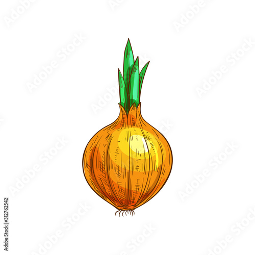 Whole onion bulb, vegetable root isolated sketch. Vector raw unpeeled veggie with green leaves