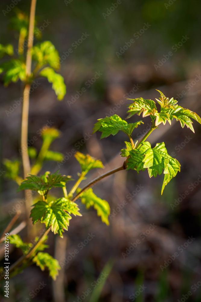 Obraz premium Currant branch with the first delicate leaves. 