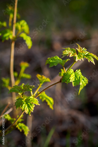 Currant branch with the first delicate leaves. 