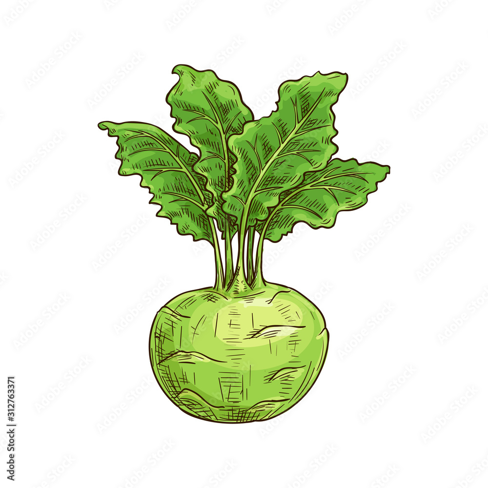 Handdrawn sketch illustration of turnip  Stock Illustration 74022264   PIXTA