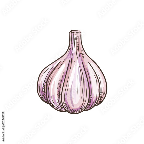 Whole garlic and cloves isolated root sketch. Vector bulb had of organic vegetable, spice condiment