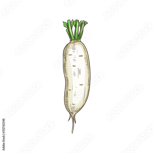 Daikon radish isolated white vegetable root. Vector fresh veggie with green stem, organic food