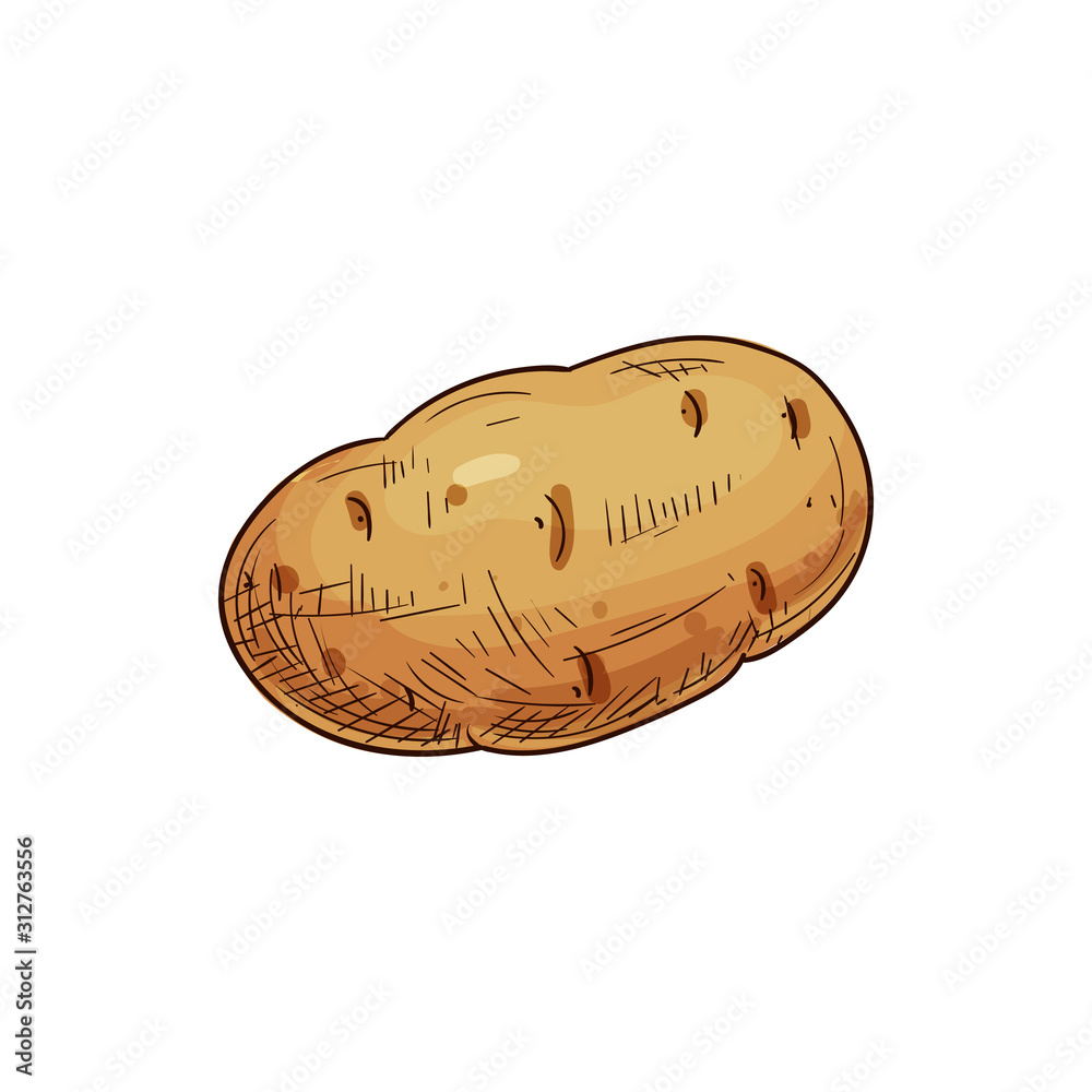 Young or old potato isolated vegetable sketch. Vector tuber uncooked root, vegetarian food Young or old potato isolated vegetable sketch. Vector tuber uncooked root, vegetarian food