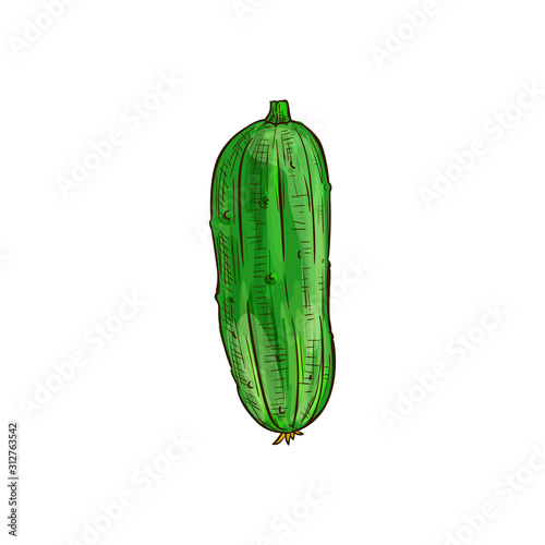 Two cucumbers with yellow flower isolated green veggies. Vector pickles with blossom, vegetable sketch