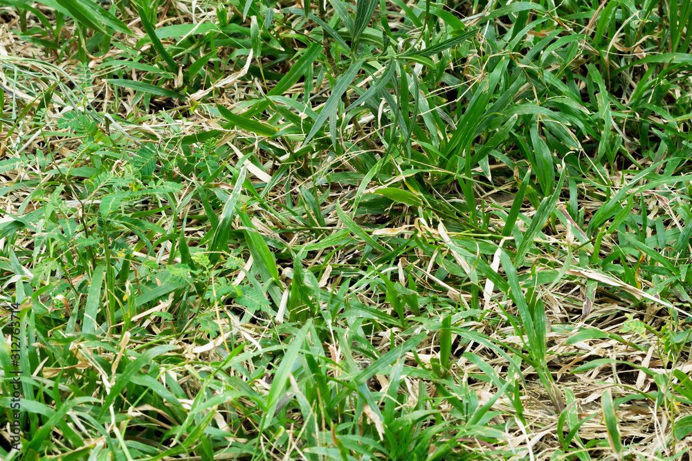 weed and green grass growing on natural forest soil in the tropical forest. nature background concept. selective focus. weed and green grass growing on natural forest soil in the tropical forest. nature background concept. selective focus.