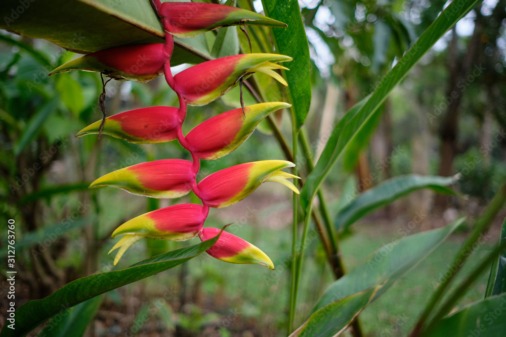 closeup of flowering heliconia plant closeup of flowering heliconia plant