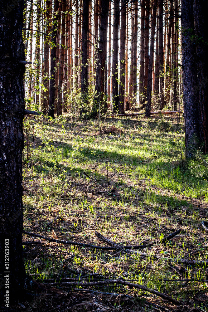 Fototapeta premium Pine forest with rising sun behind the trees.