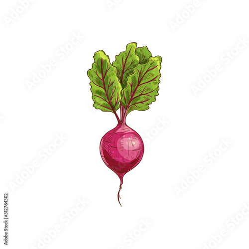 Fresh radish with green leaves isolated. Vector vegetarian food, pink root