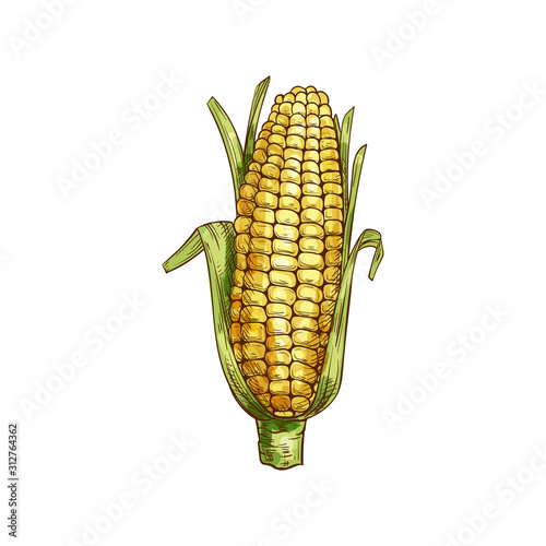 Maize cereal grain vector isolated corn cob sketch. Vector sweetcorn with green leaves
